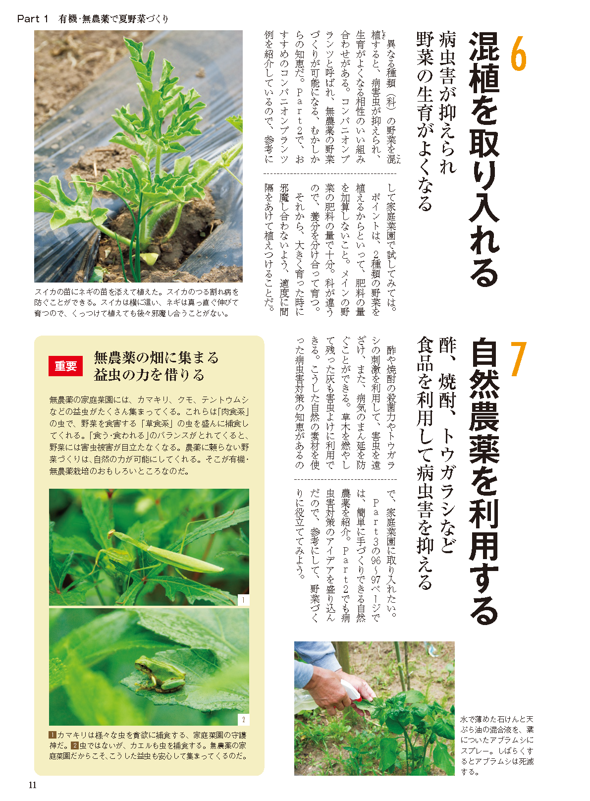 【電子版】夏野菜づくり 超基本とコツのコツ 2022年版（野菜だより2022年4月号増刊）