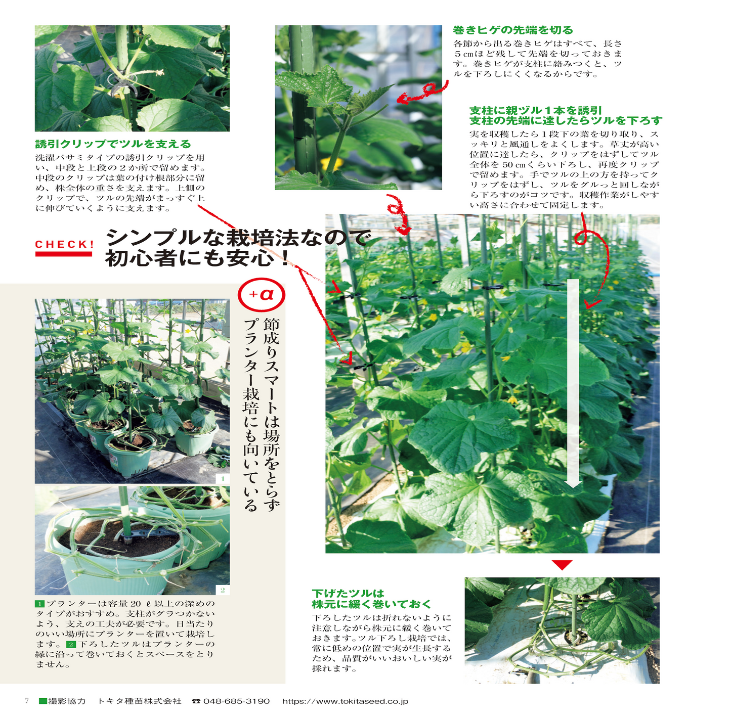 【書籍】野菜だより2023年3月春号(112303)