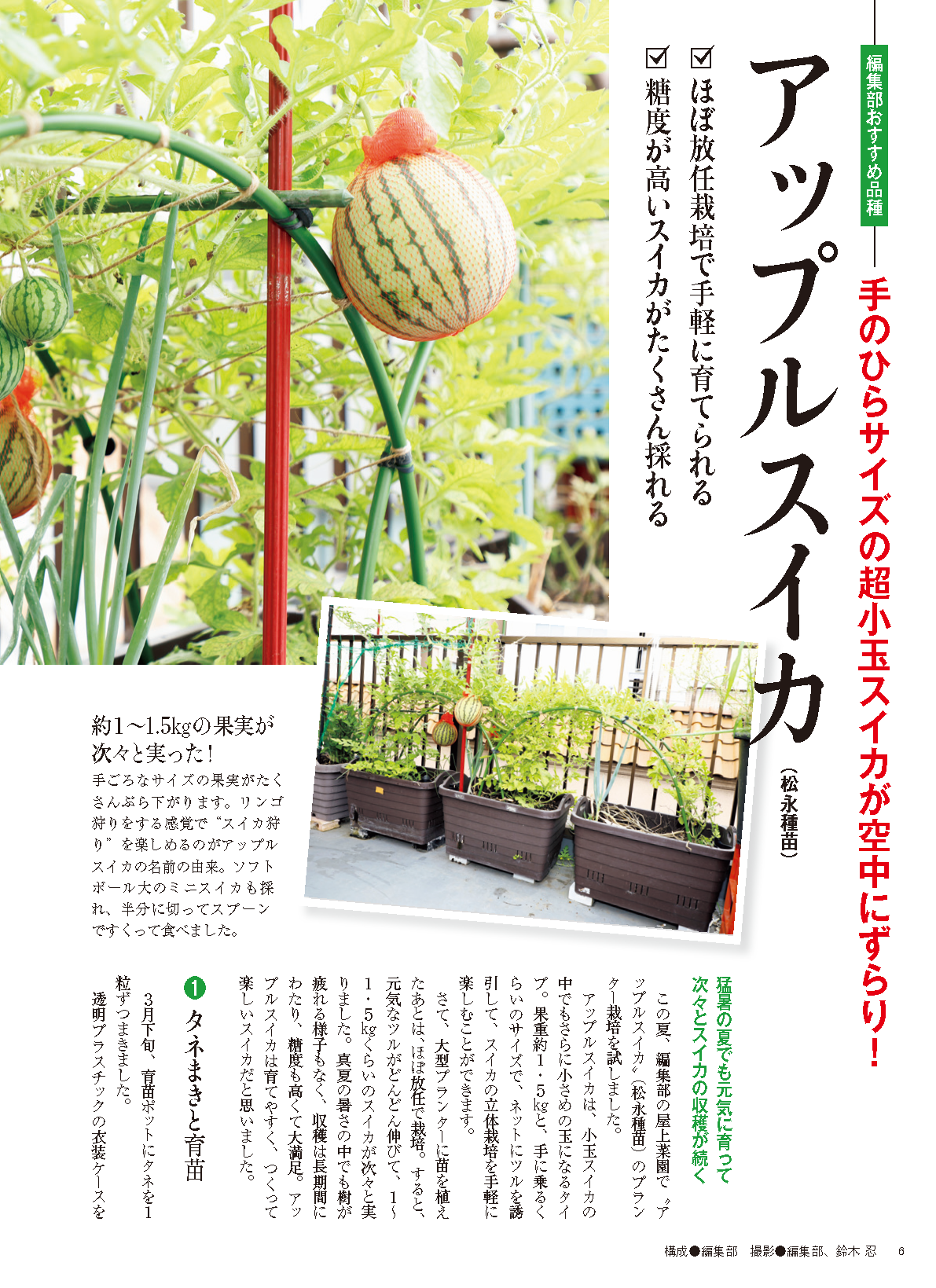 【書籍】野菜だより2025年1月新春号(112501)