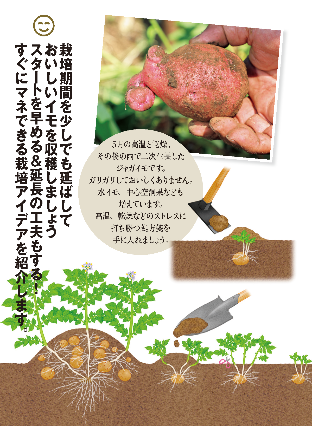 【書籍】野菜だより2025年1月新春号(112501)