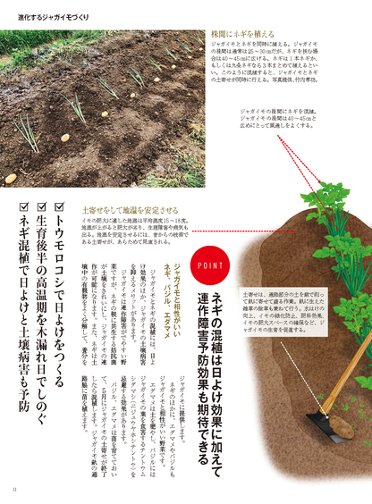 【書籍】野菜だより2025年1月新春号(112501)