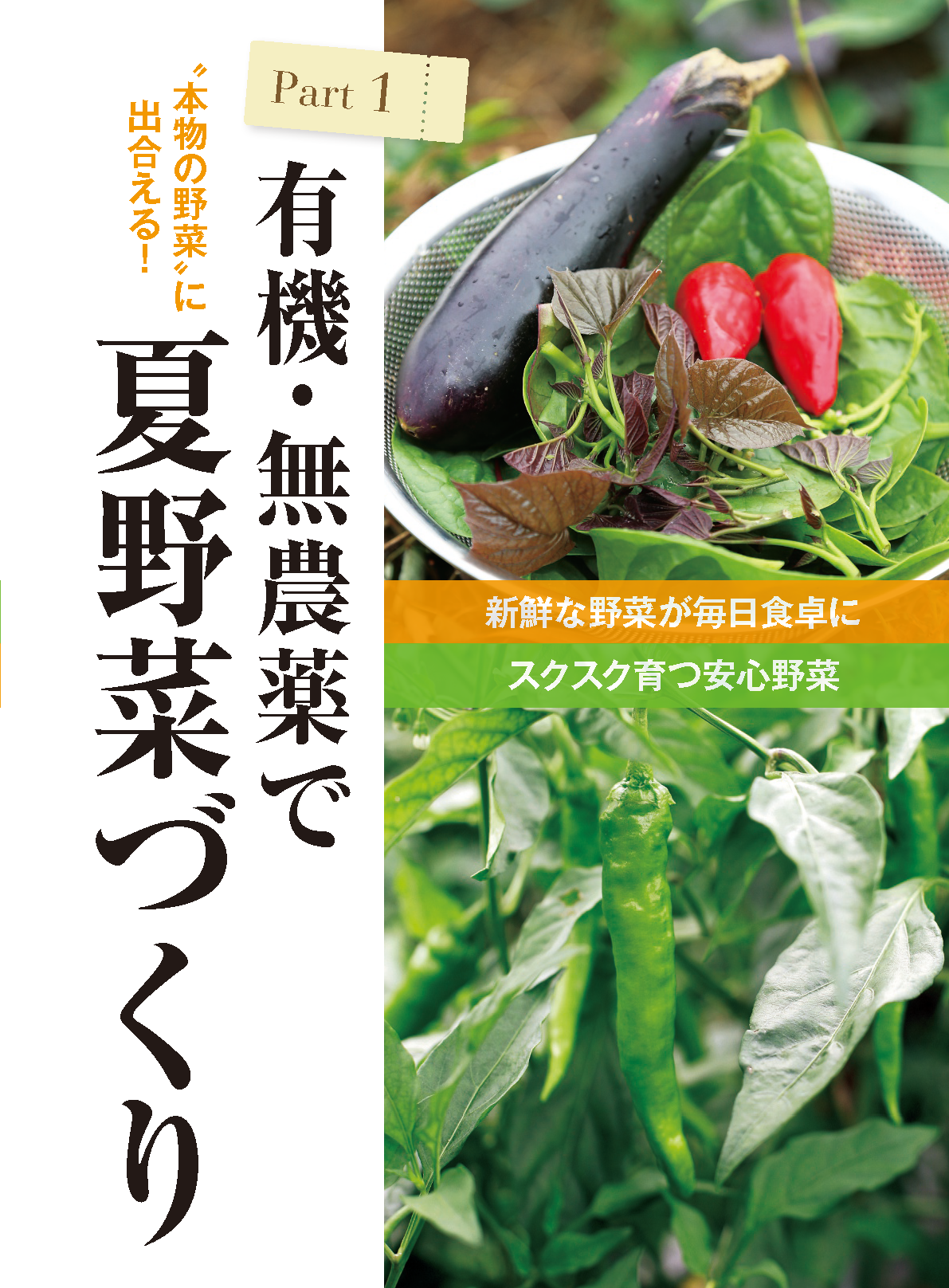 【電子版】夏野菜づくり 超基本とコツのコツ 2025年版（野菜だより2025年4月号増刊）(122504)