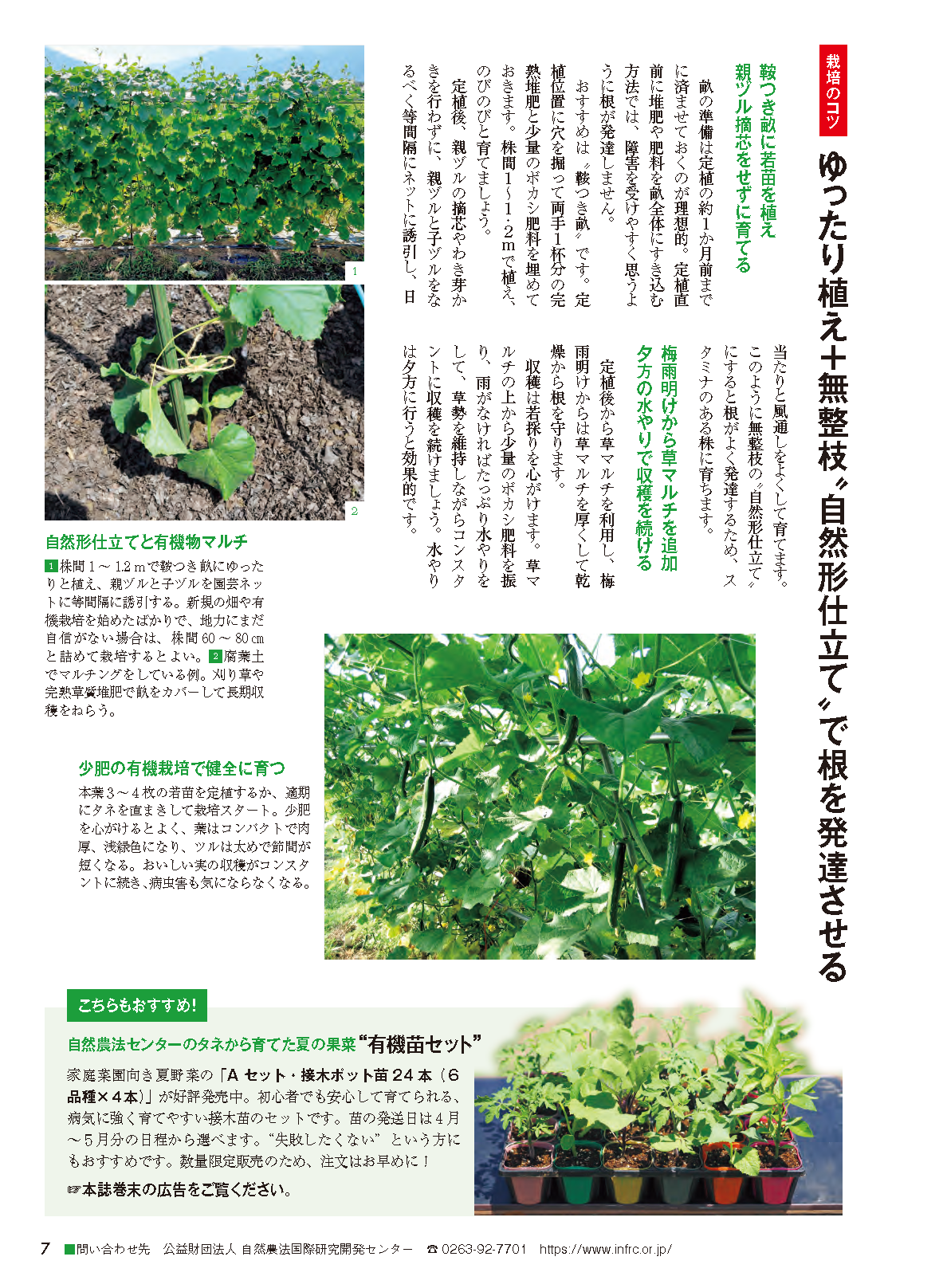 【書籍】野菜だより2026年5月初夏号(112605)