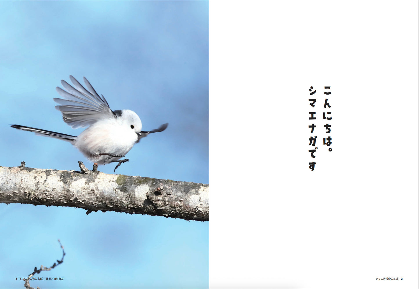 【書籍】心が軽くなる シマエナガのことば(M1913)